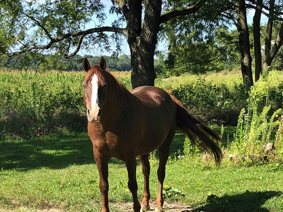 American Standardbred